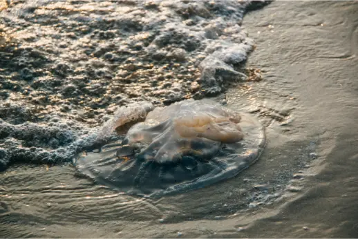 פיצויים בעקבות נפילה